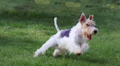 Foxterrier - весело куче за любителите на дейността